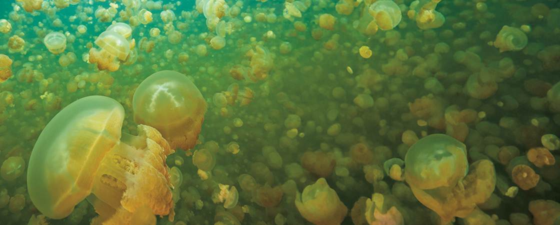 Image showing hundreds of jellyfish swimming underwater