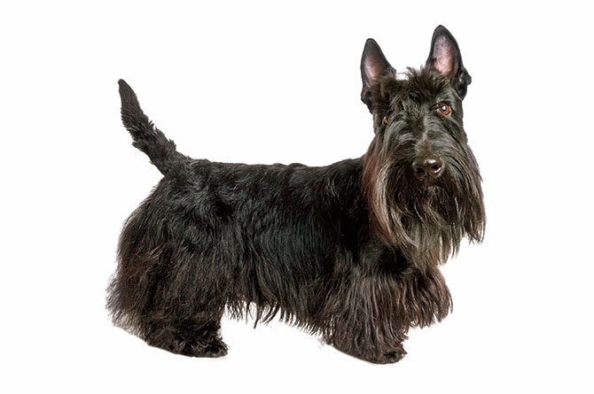 A small black terrier dog