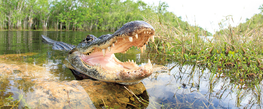 An alligator opens its mouth, revealing dozens of sharp teeth