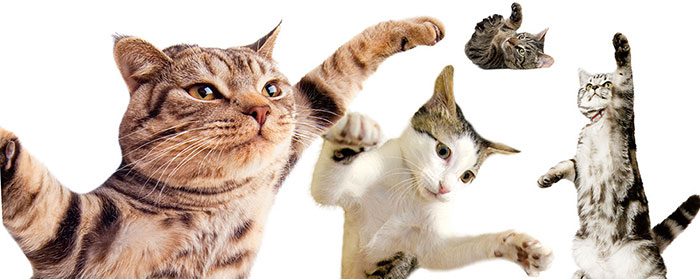 Four cats using their paws to play