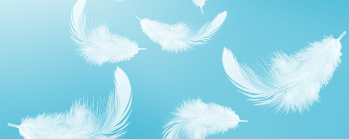 Several floating feathers