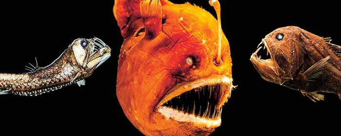 three deep sea fish with large teeth