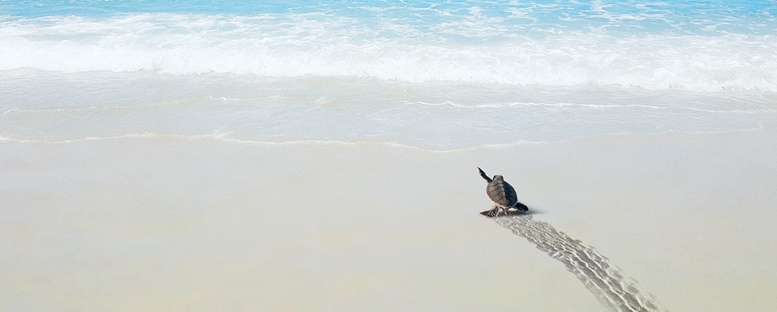 baby sea turtle making its way to the ocean