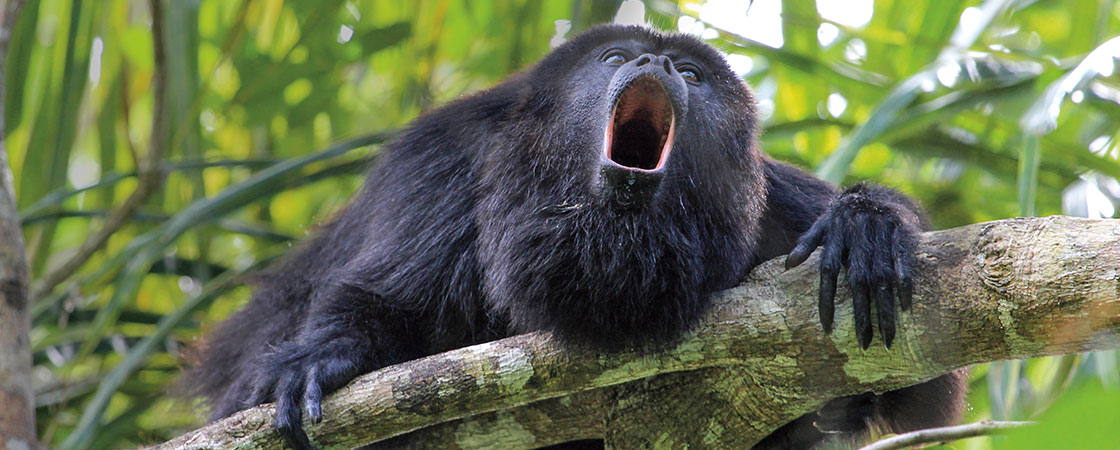 A monkey on a tree branch with its mouth open as it howls