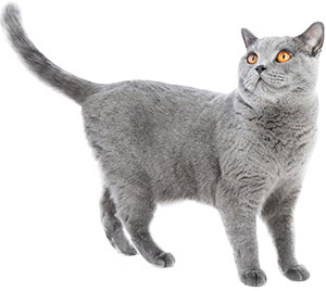 A gray cat