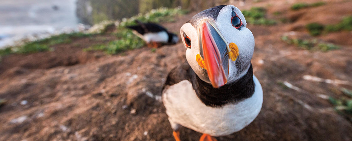 A curious black and white bird with an orange and black bill looking at the camera 