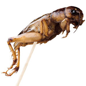 image of a cricket