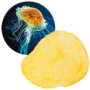image of a jellyfish next to a potato chip