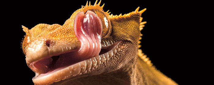 image of a gecko licking its eyeball