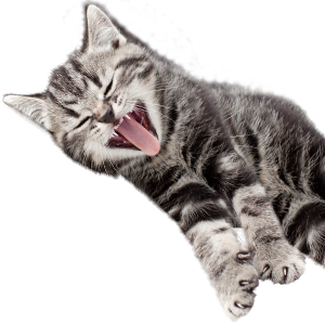 A cat yawning