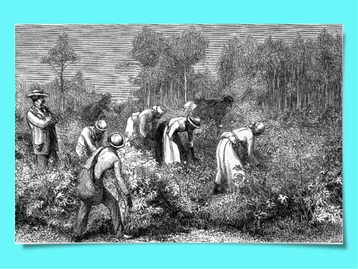 Black and white illustration of enslaved people picking crops while a man watches them work