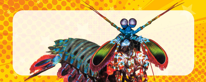 A multicolored shrimp