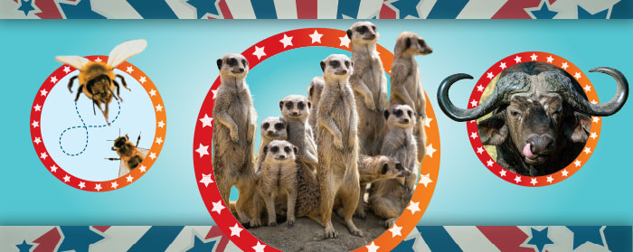Collage of two bees, a family of meerkats, and a water buffalo