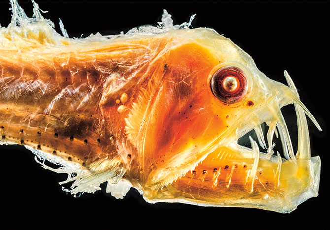 Enlargeable photo of an orange fish with big eyes and large curving fangs