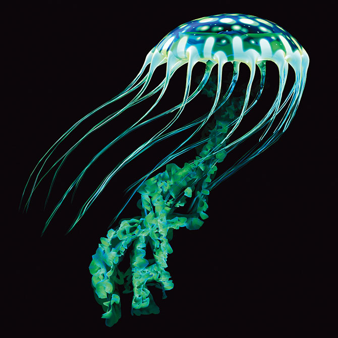 A jellyfish