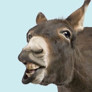 a donkey