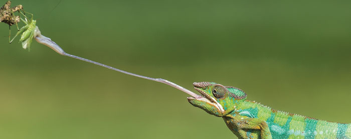 a green chameleon with a really long tongue eating a bug