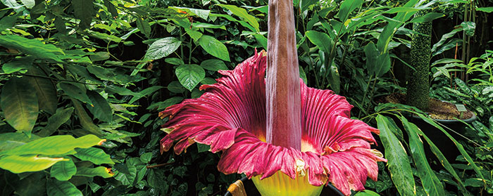 A large red flower with a long pistil