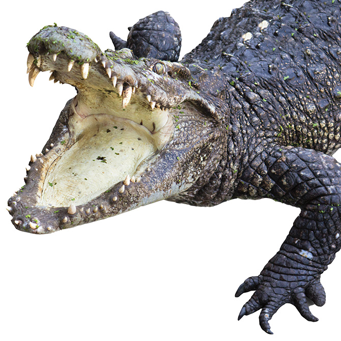 Image of a crocodile with its mouth wide open