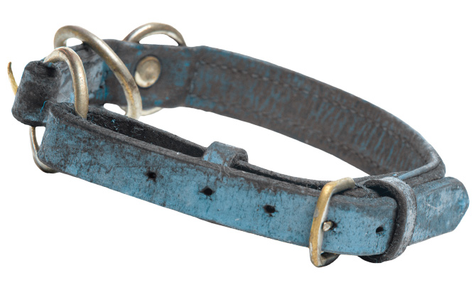 Image of an old, lost blue dog collar