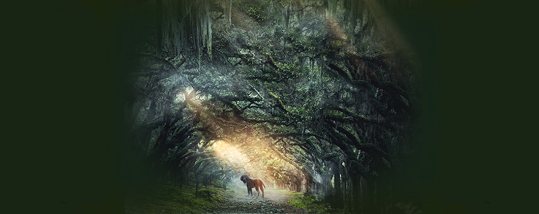 Image of a lost dog in a forest