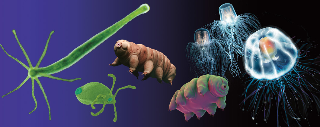 Image showing a variety of creatures