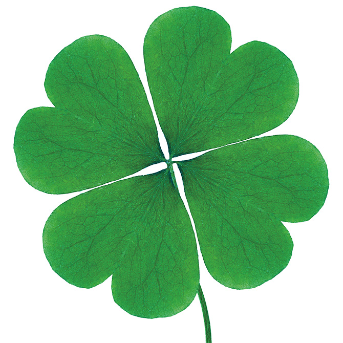 Image of a four leaf clover