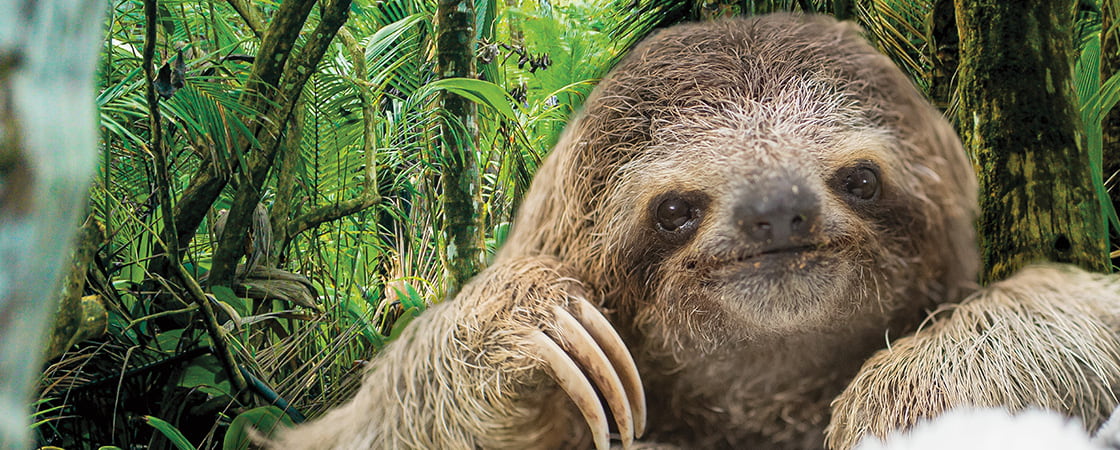 A sloth against a forest background