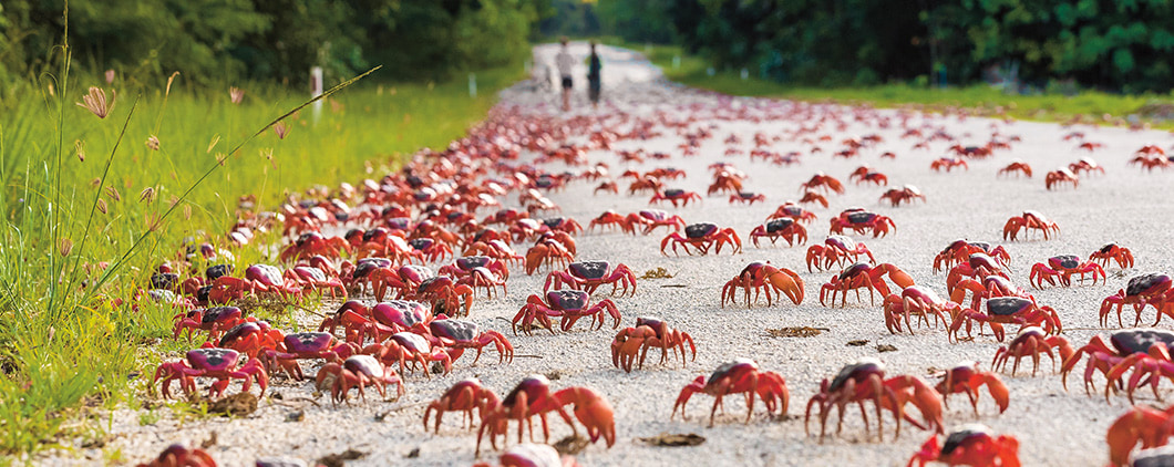 Image of a large crowd of crabs walking on a street