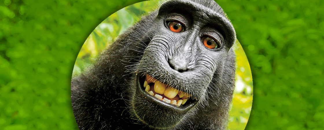 Monkey smiling with its teeth at the camera