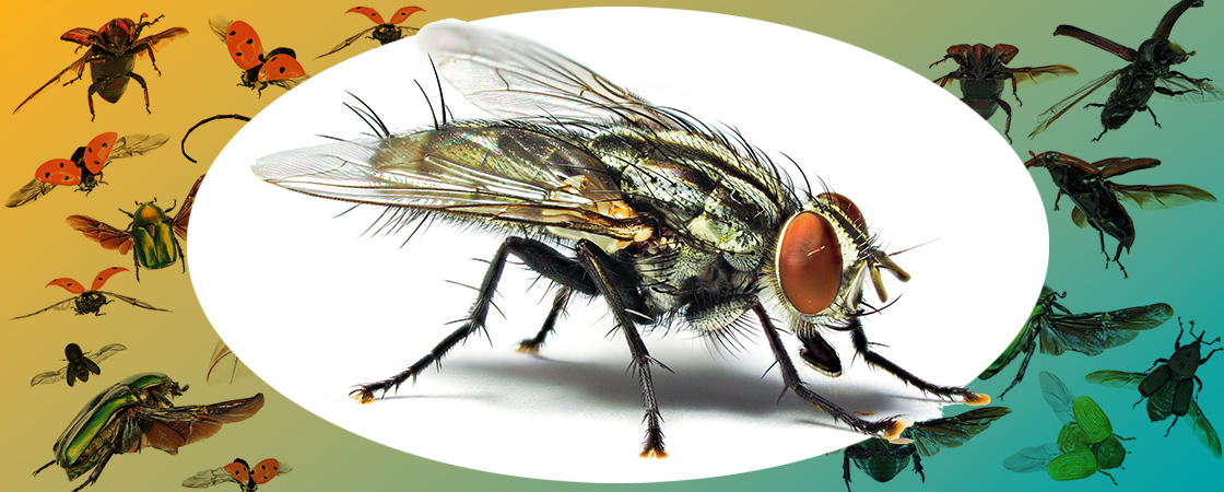 Image of a fly against backdrop of insects