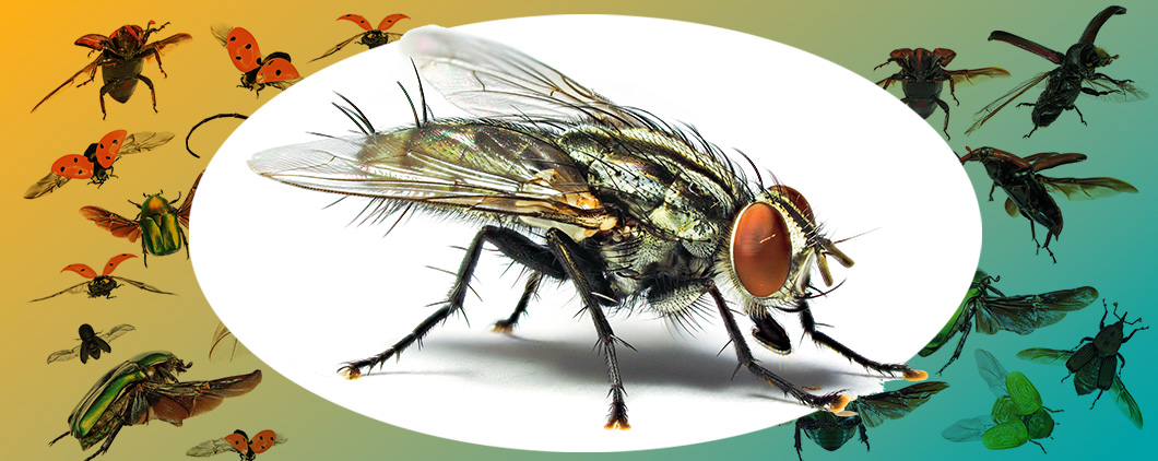 Image of a fly against backdrop of insects