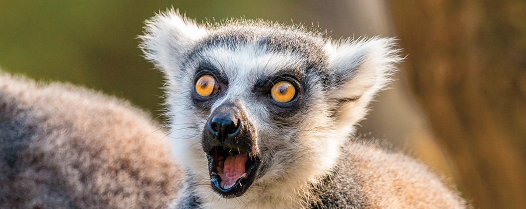 Photo of a surprised lemur