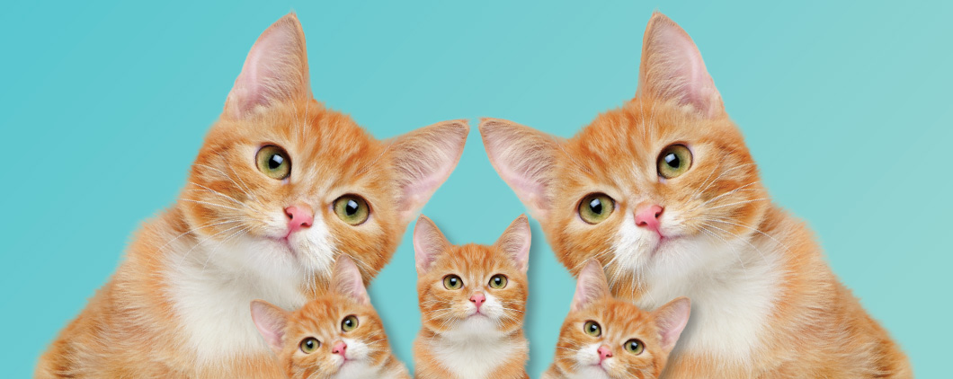 Image of the same cat pictured five times