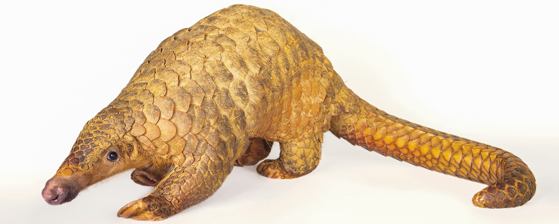 Image of a pangolin