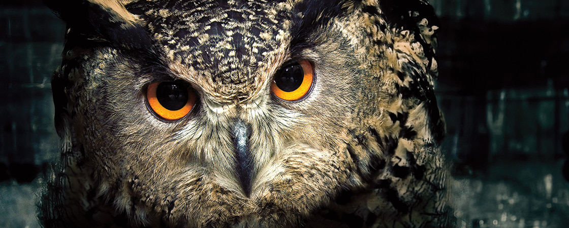 Image of an owl with orange eyes