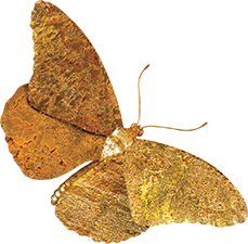 golden butterfly