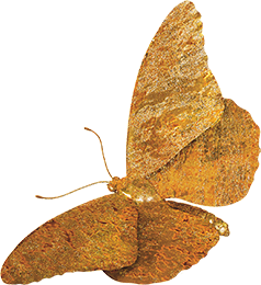 golden butterfly