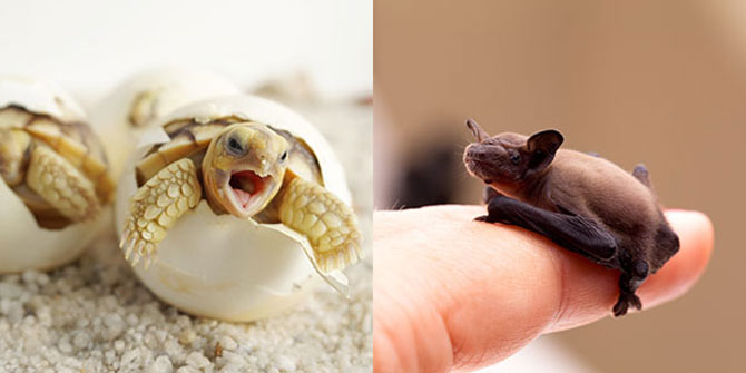 A baby turtle breaking out of its egg and a baby bat laying on a person's finger