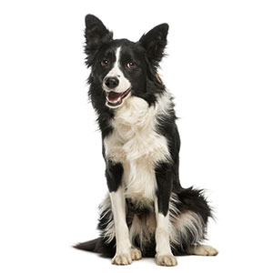 A smiling black and white dog