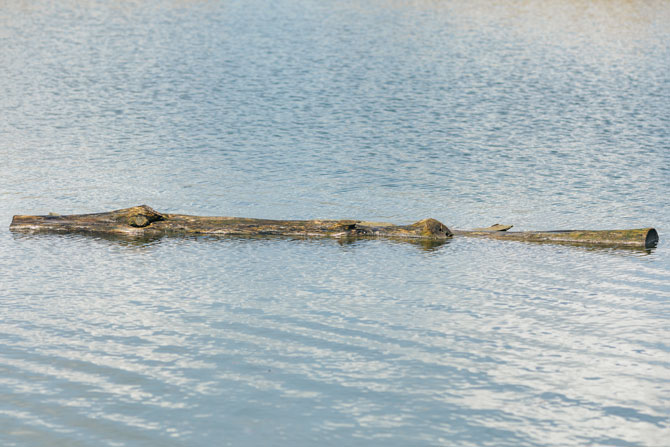 A stick that looks like it could be an alligator floating in water