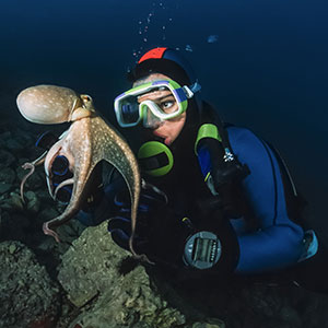 A diver looking at a octopus