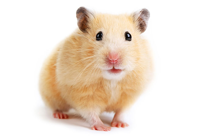 A hamster
