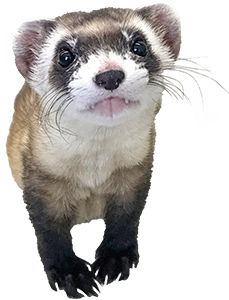 A very cute ferret